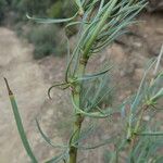 Bupleurum fruticescens Feuille