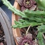 Orbea variegata Leaf