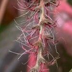 Acalypha wilkesiana Froito