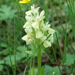 Dactylorhiza insularis Flower