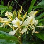 Hedychium flavescens Květ