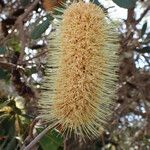Banksia integrifolia Λουλούδι