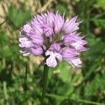 Neotinea tridentata Flower