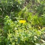 Sonchus arvensisŽiedas