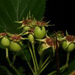 Crataegus harbisonii Frukt