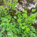 Euphorbia dulcis Vivejo