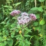 Eupatorium cannabinumFlower