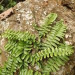 Arthropteris palisotii Hábito