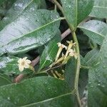 Cestrum parqui ফুল