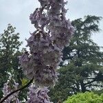 Paulownia fortunei Flor