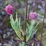 Lavandula pedunculata Blüte