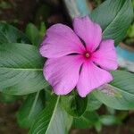 Catharanthus roseusফুল