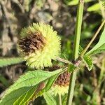 Hyptis capitata Blüte