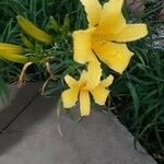 Hemerocallis lilioasphodelusÇiçek