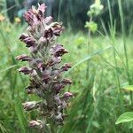 Anacamptis coriophora Flor
