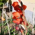 Gladiolus dalenii Květ