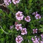 Thymus serpyllumफूल