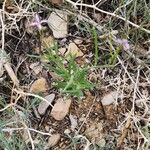 Chorispora tenella Habitus