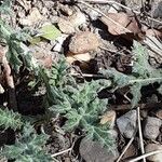 Carduus litigiosus Yeri