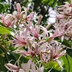 Calodendrum capense Цветок