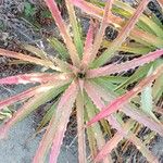 Bromelia pinguin Leaf