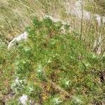 Artemisia alba Libunga