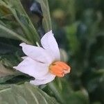 Solanum pseudocapsicum Žiedas