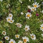 Leucanthemum vulgare Hábito