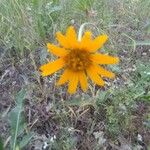 Wyethia angustifolia Flower