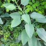 Nicotiana glauca Leaf