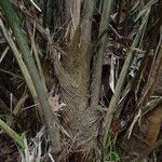 Sclerosperma mannii Rinde