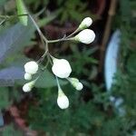 Solanum laxum Flower
