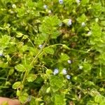 Veronica filiformis Hábito