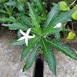 Hippobroma longiflora Kvet