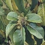 Combretum kraussii Flower