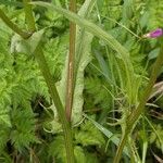 Crepis capillaris Leaf