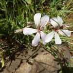 Pelargonium quinquelobatum Costuma