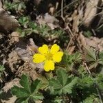 Potentilla brauneana Blomst