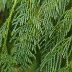 Cupressus cashmeriana Φύλλο