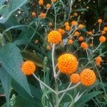 Buddleja globosa ᱵᱟᱦᱟ