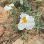 Helianthemum apenninum Blüte