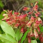 Vaccinium cylindraceum Flower