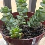 Crassula rupestris पत्ता