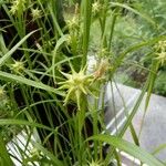 Carex grayi Folla