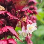 Leycesteria formosa Blüte