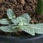 Fittonia albivenisBlad