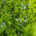 Veronica montanaFlower