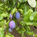 Prunus domestica Fruct