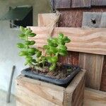 Sedum hernandezii Foglia