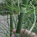 Equisetum giganteum Ліст